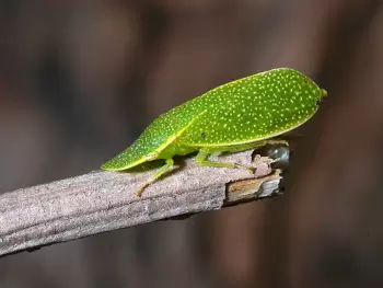 Langosta