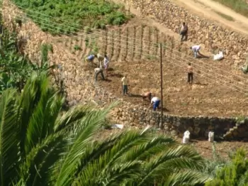 Cultivo de patatas