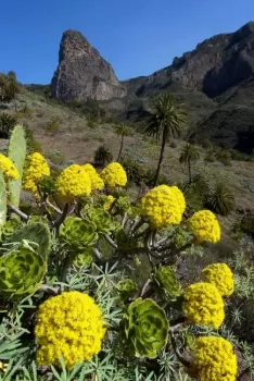 Aeonium