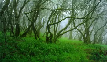 Arroyo en El Cedro